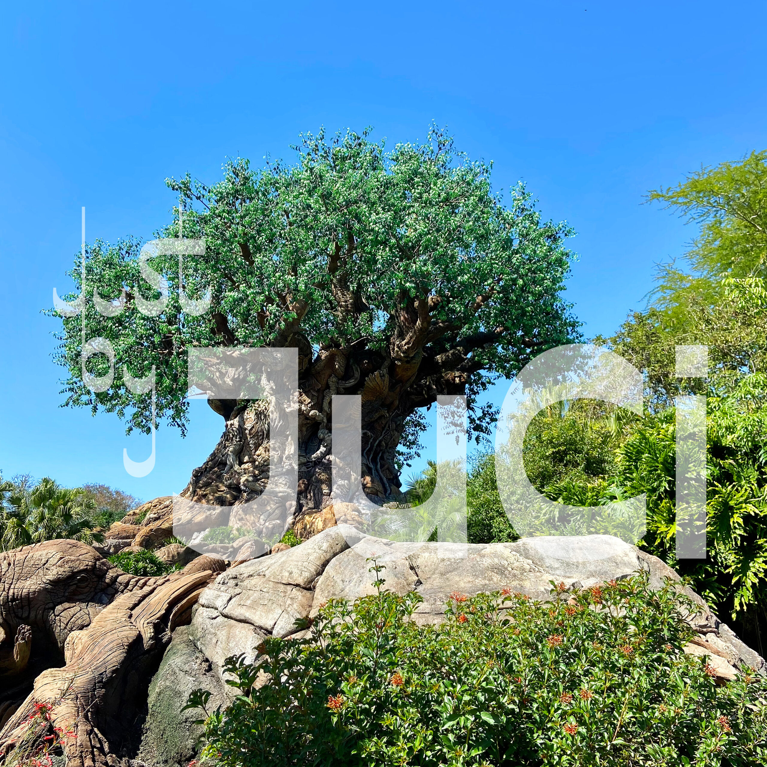 Tree of Life at Disney World
